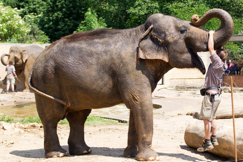 Slonice Gulab při cvičení. Foto (c) Tomáš Adamec, Zoo Praha